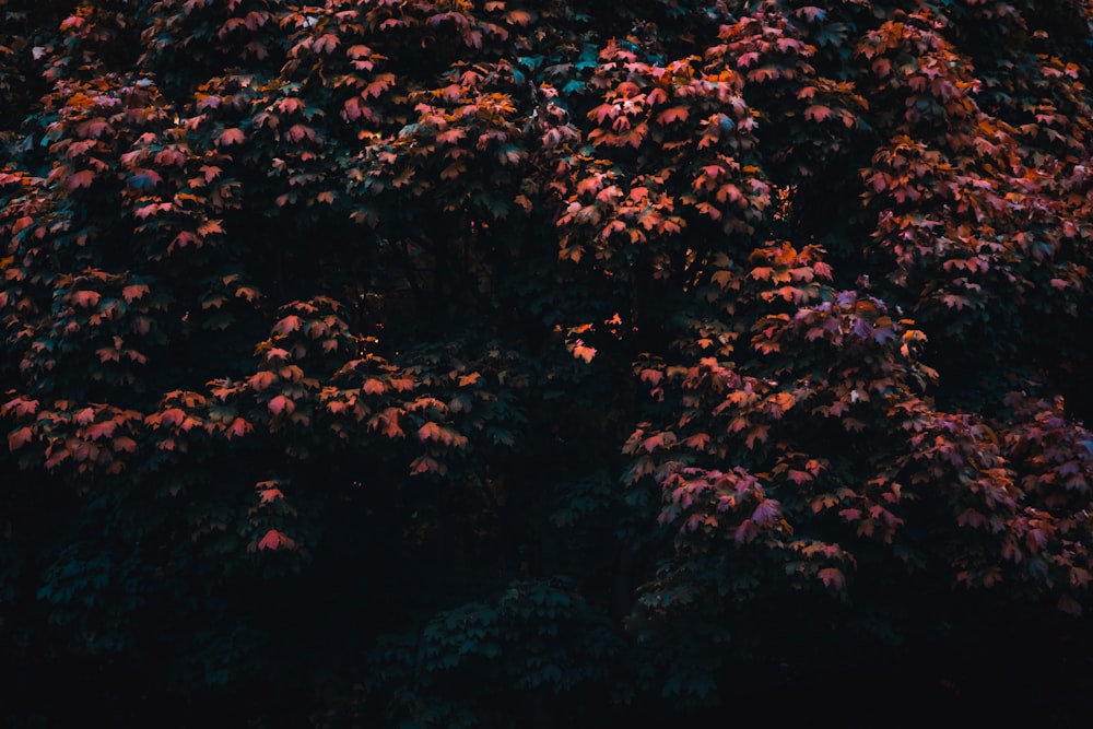 red petaled flowers