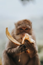 monkey eating banana