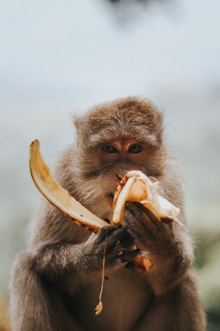 monkey eating banana