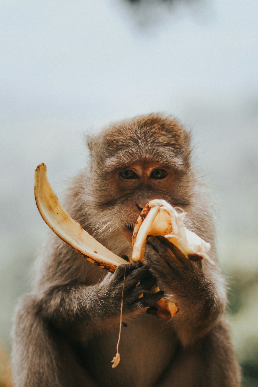 singe mangeant de la banane