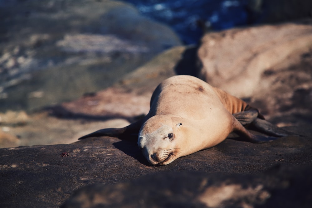 Fotografía de enfoque selectivo de focas puestas en formaciones rocosas