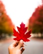person holding red maple leaf