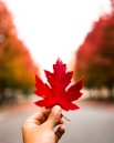 person holding red maple leaf