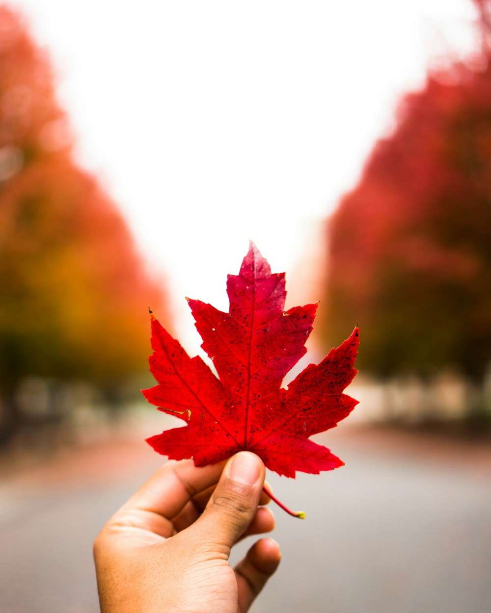 person holding red maple leaf