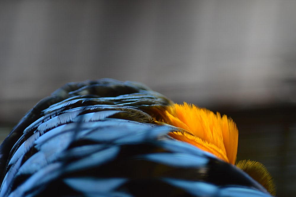 a close up of a blue and yellow bird