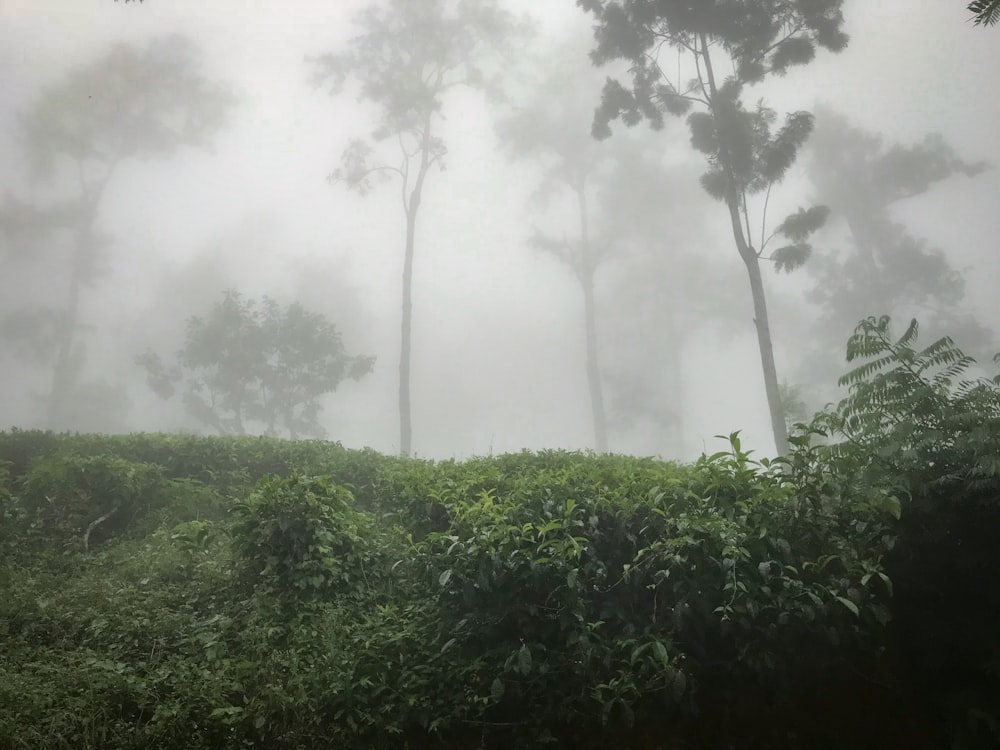 pianta a foglia verde