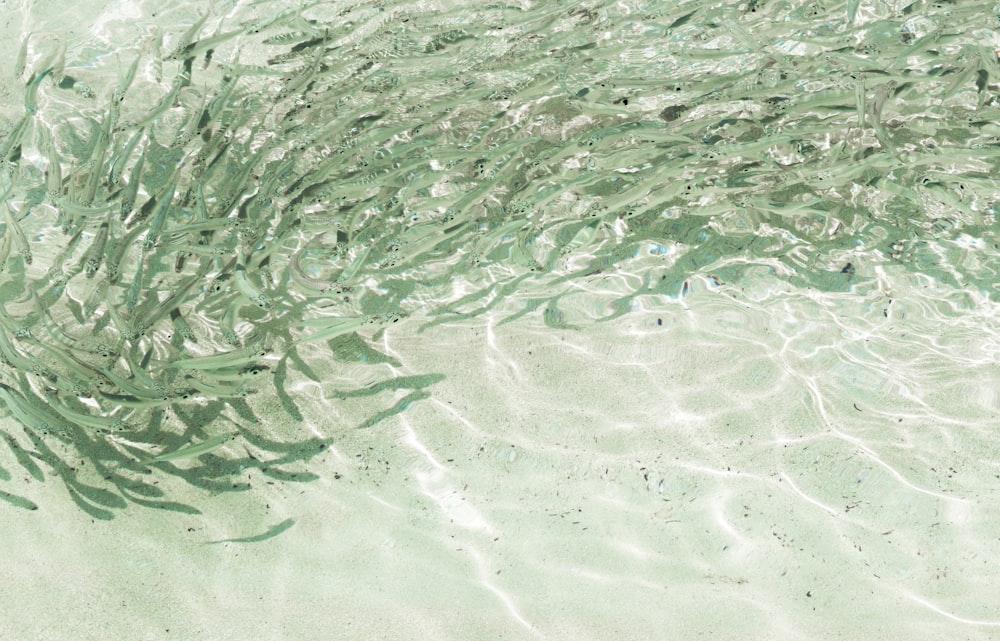 school of gray fish fingerlings on water