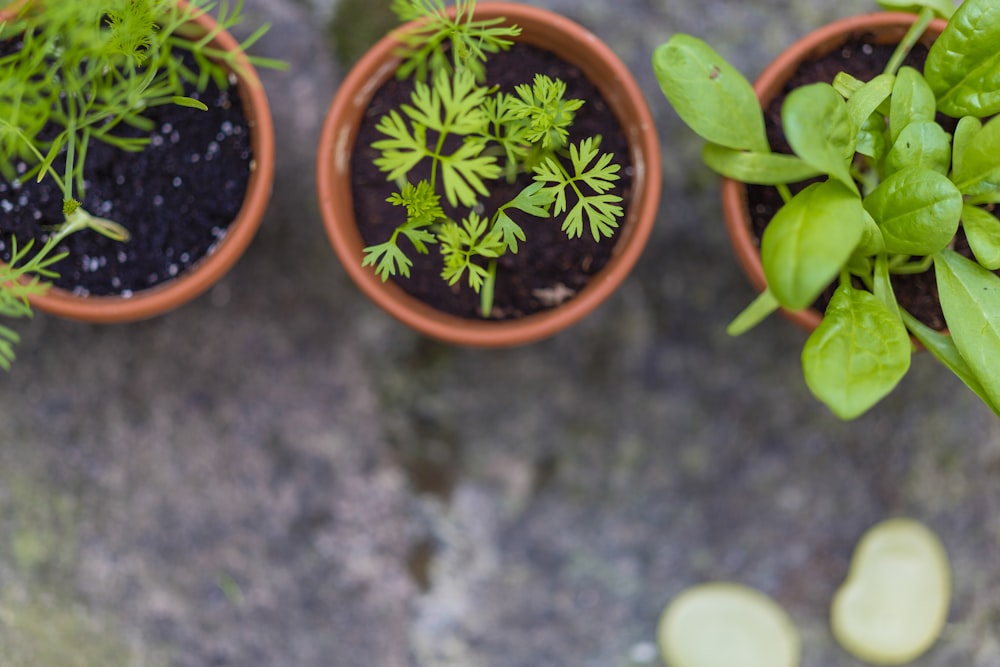 três vegetais em vasos de folhas verdes