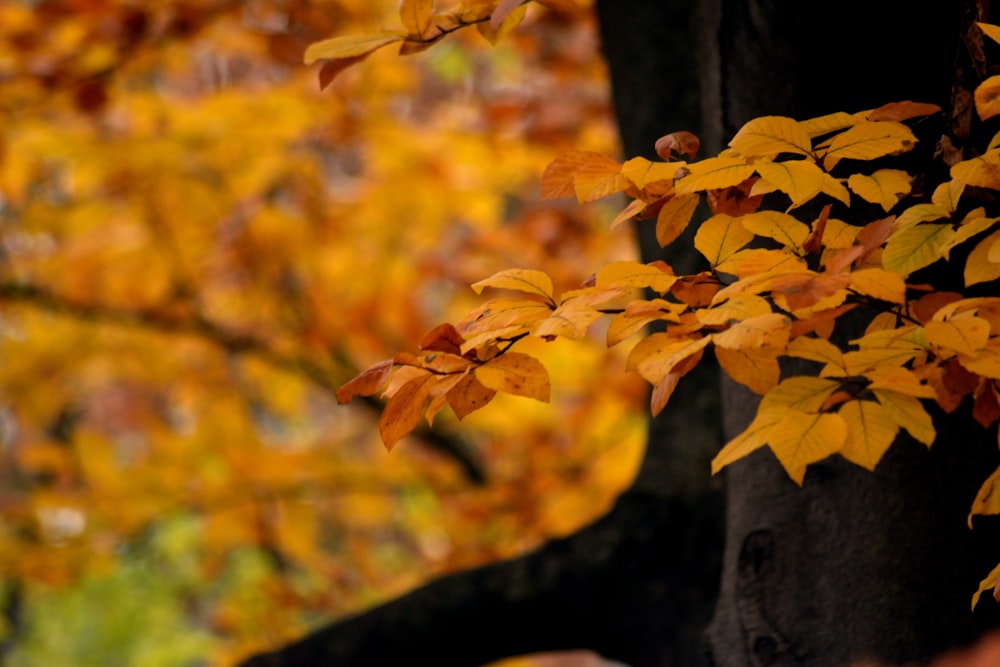 focus photo of orange leaf tree