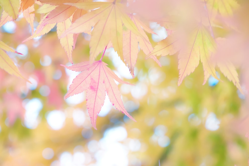 closeup photo of green and pink leaves
