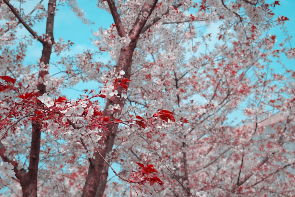 pink petaled tree