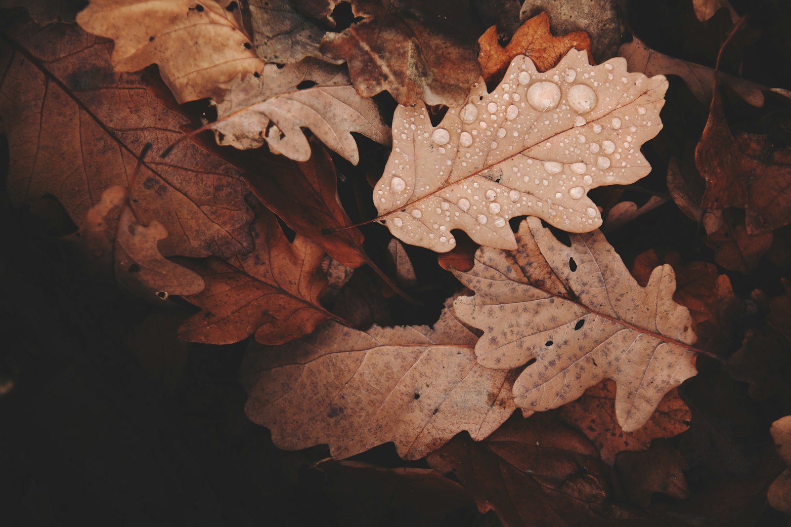 Canon EOS 40D + Tamron SP AF 17-50mm F2.8 XR Di II LD Aspherical (IF) sample photo. Brown withered leaves with photography