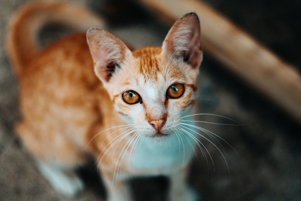 short-coated white and brown cat