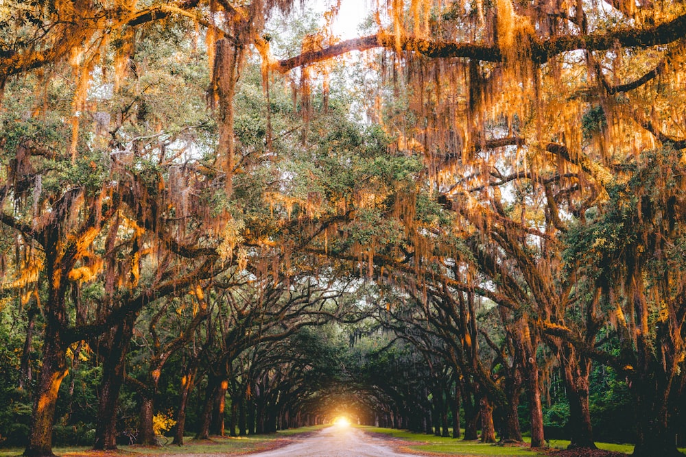 landscape photography of pathway between trees