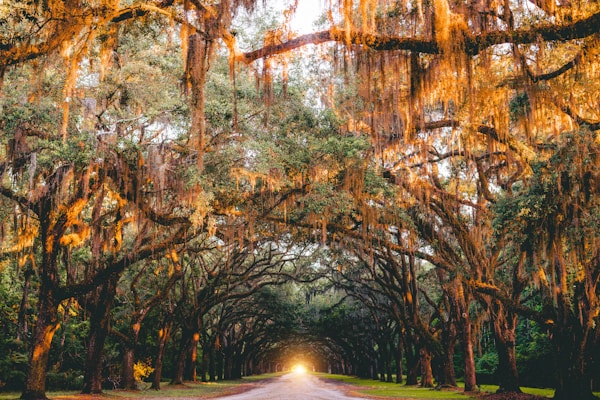 Best Time to Visit Savannah: Weather Guide