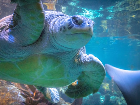 A large sea turtle swims gracefully underwater, surrounded by a vibrant blue and green environment. The turtle's textured shell and gentle expression are clearly visible, with sunlight filtering through the water.