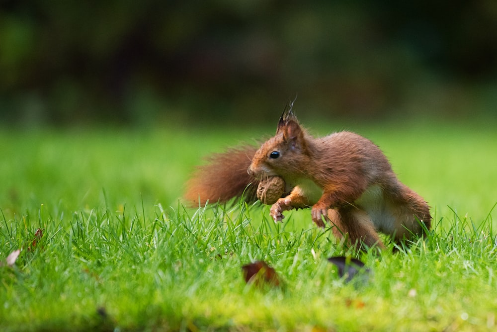 selective focus photography of squirrel eating nut