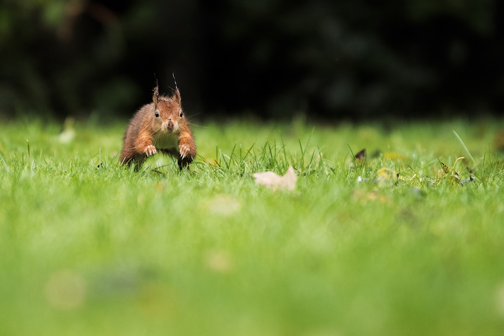 푸른 잔디밭에서 달리는 갈색 다람쥐의 선택적 초점 사진