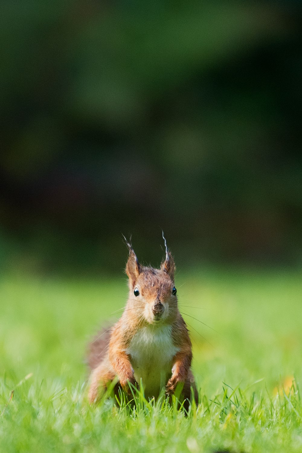 brown squirrel standing on the grass field