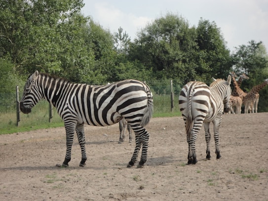 Two zebras are standing in the forefront with their distinctive black and white stripes, while several giraffes are visible in the background. The setting appears to be a natural environment with green trees and a clear sky.