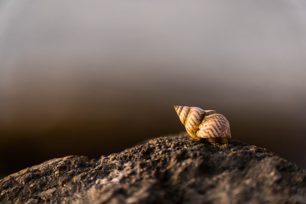 close-up photography of brown snail on rock during daytime
