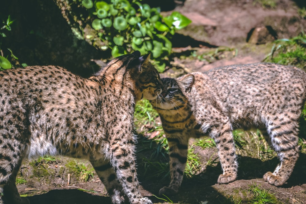 two lynx cats near plants