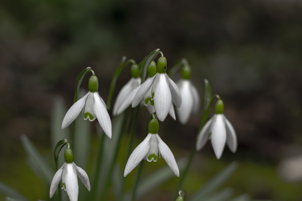 closeup photography of white snowdrop flowers