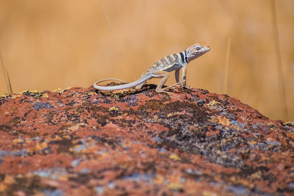 selective focus photography of brown and black lizard on brown stone