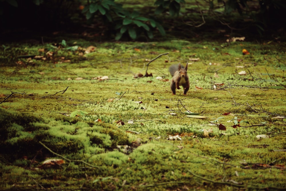 Eichhörnchen, das tagsüber auf einer grünen Wiese herumläuft