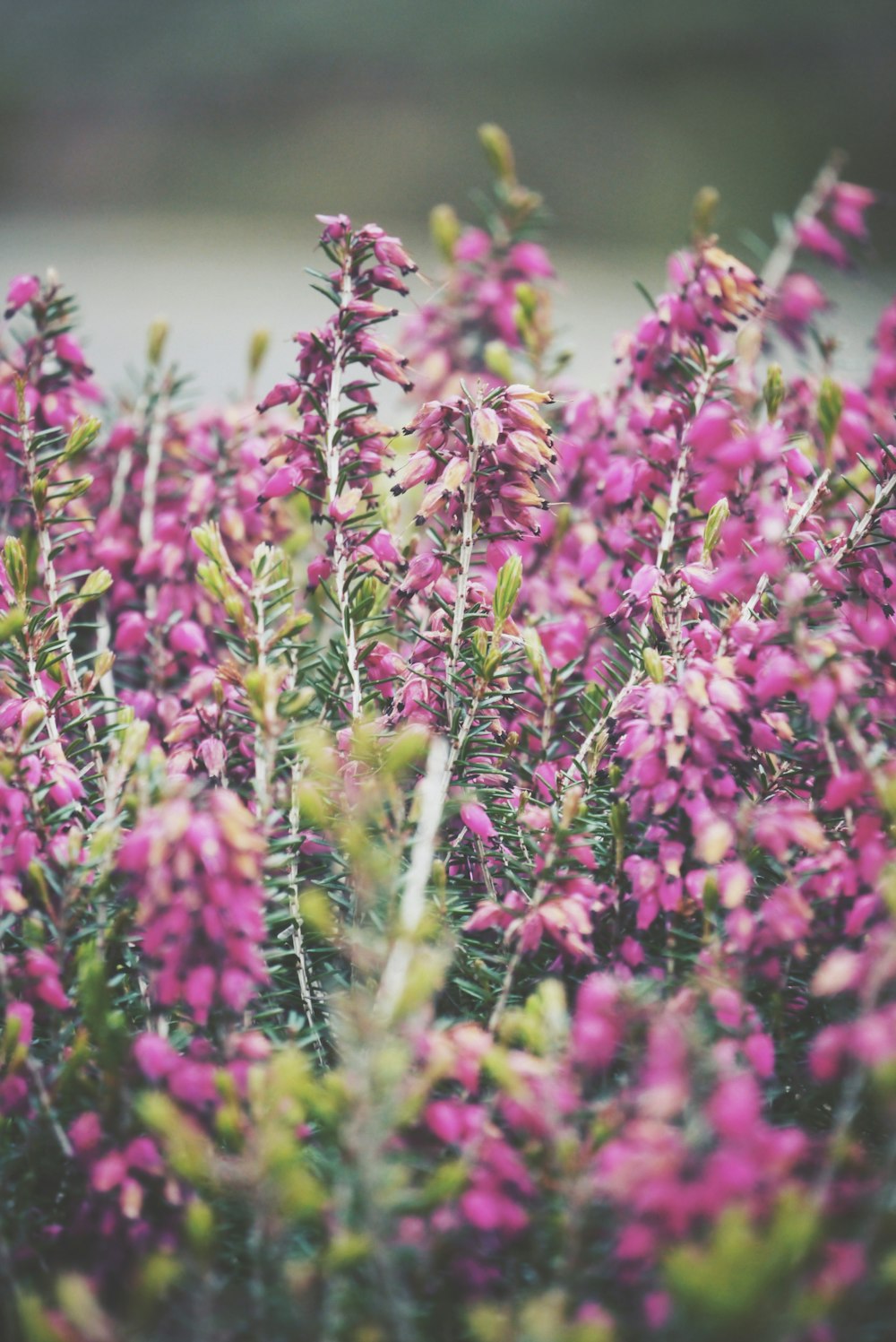 Fokusfoto von rosa Erika-Blüten