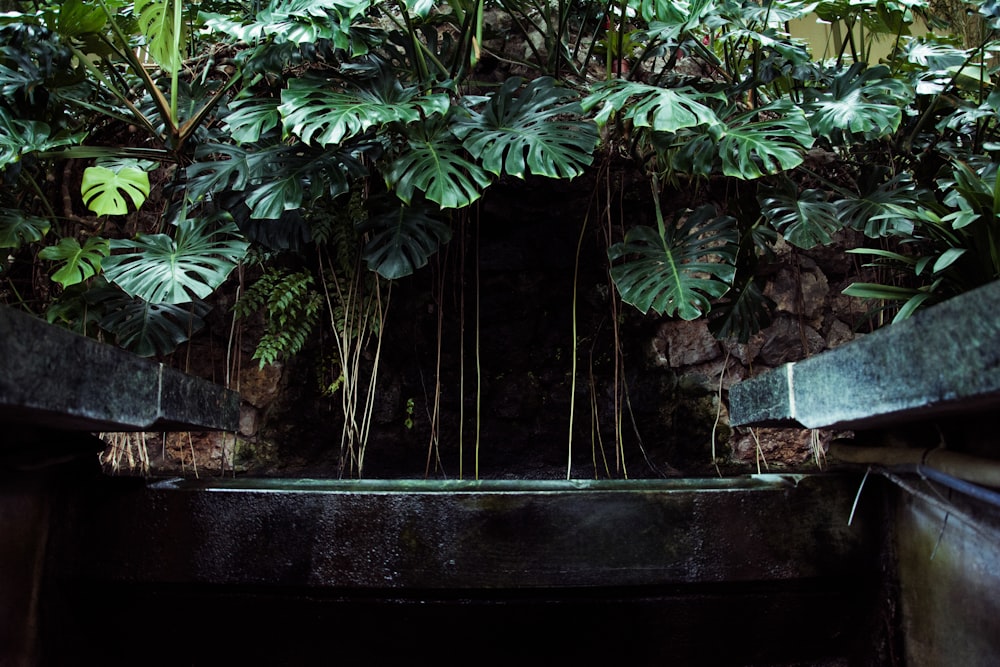 Fotografía de enfoque selectivo de planta de hoja verde