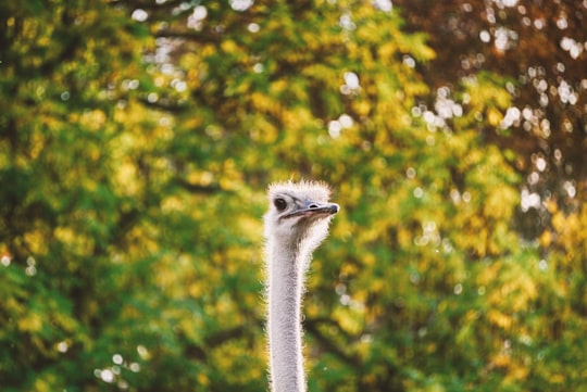 selective focus photography of ostrich in Tierpark Hagenbeck Germany