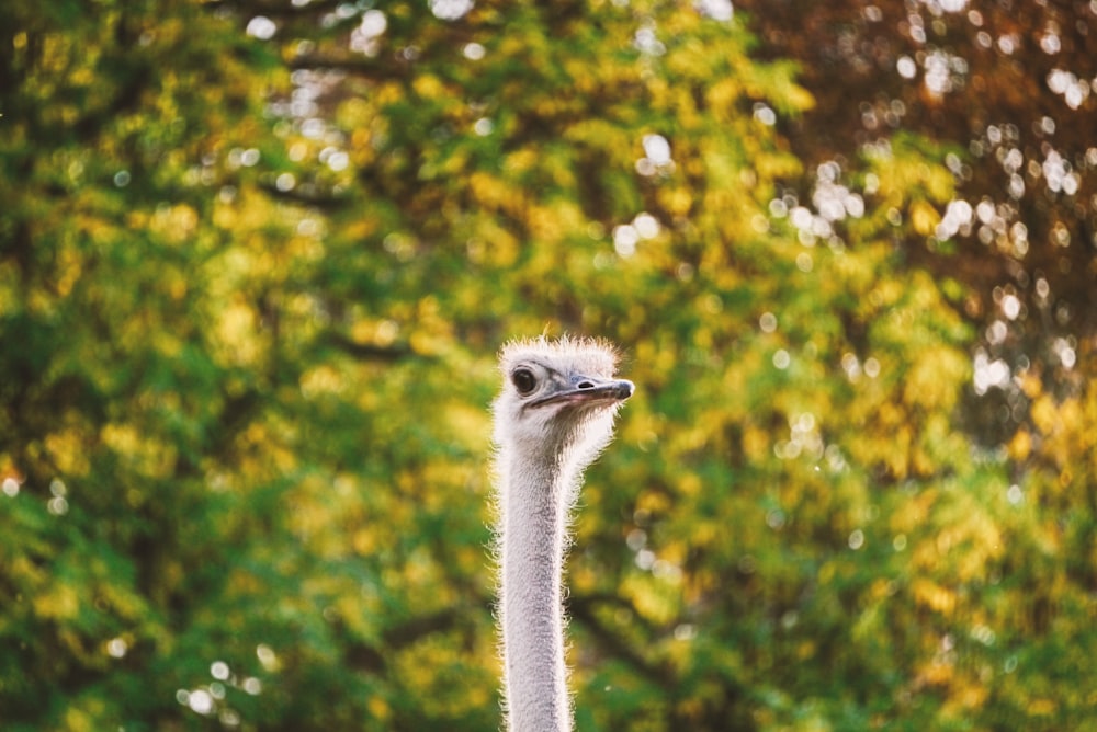 selective focus photography of ostrich