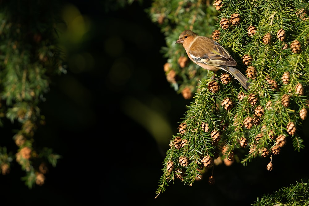나뭇잎에 작은 갈색 새의 초점 사진