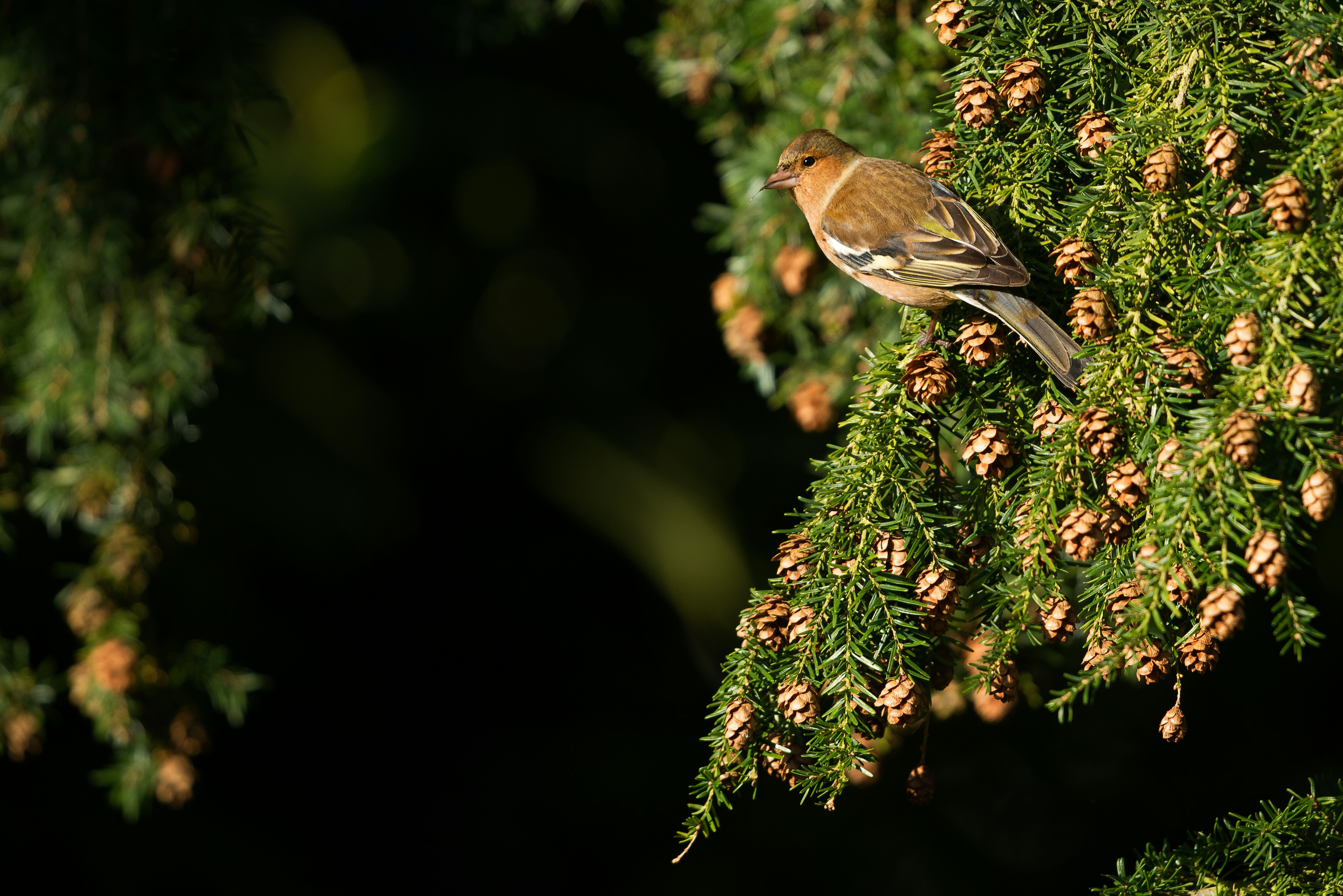 focus photography of small brown bird on the leaves