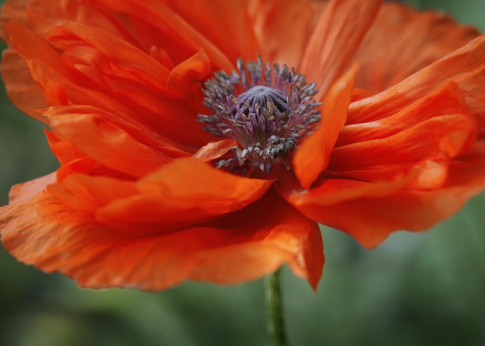 fotografia macro da flor de pétala vermelha