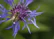 Close-up of a bee resting on a vibrant purple flower in the bee sanctuary.