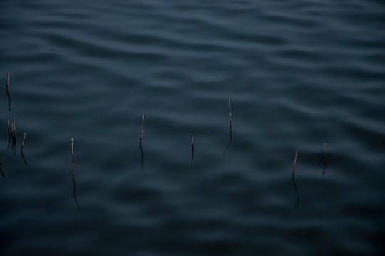 body of water during daytime in Riserva Naturale Torbiere del Sebino Italy