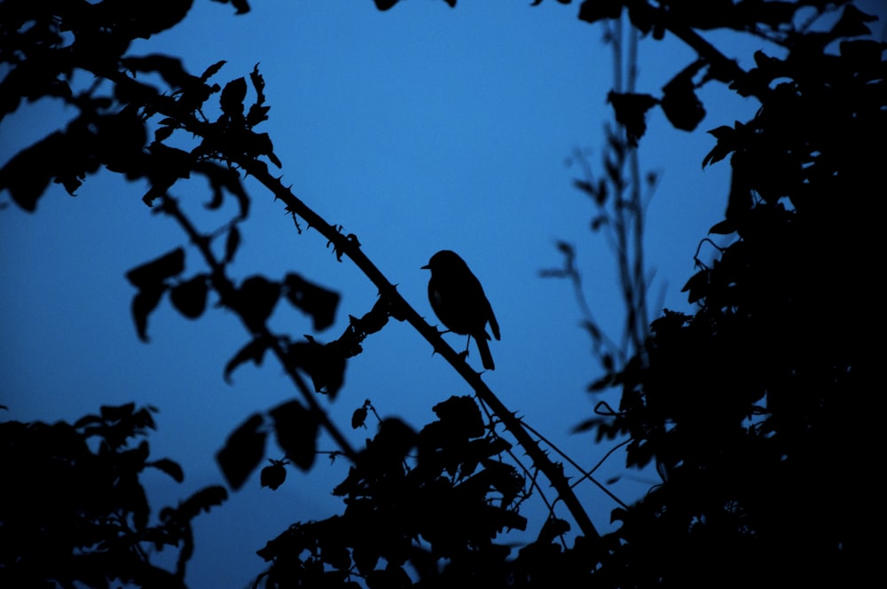 silhueta de um pássaro no galho da árvore