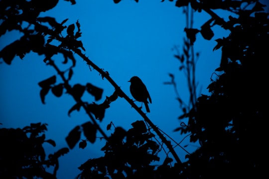 silhouette of a bird on tree branch in Riserva Naturale Torbiere del Sebino Italy