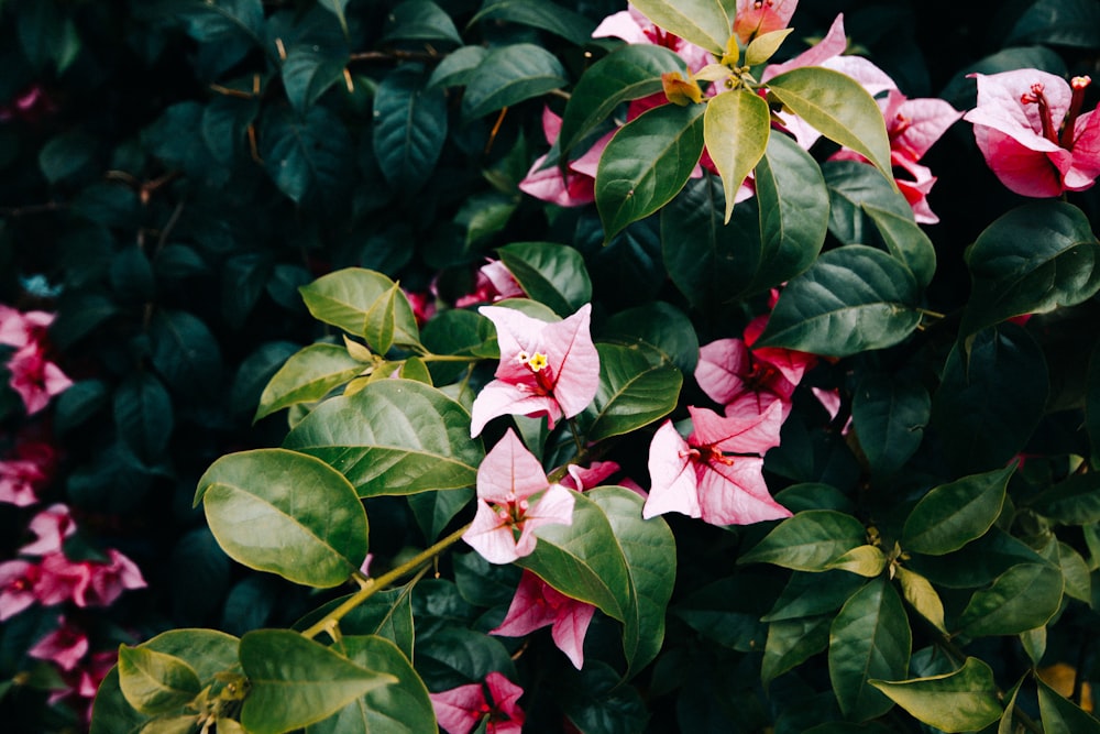 Flores de pétalas cor-de-rosa em flor