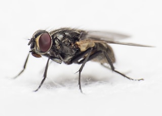 close-up photography of black common housefly