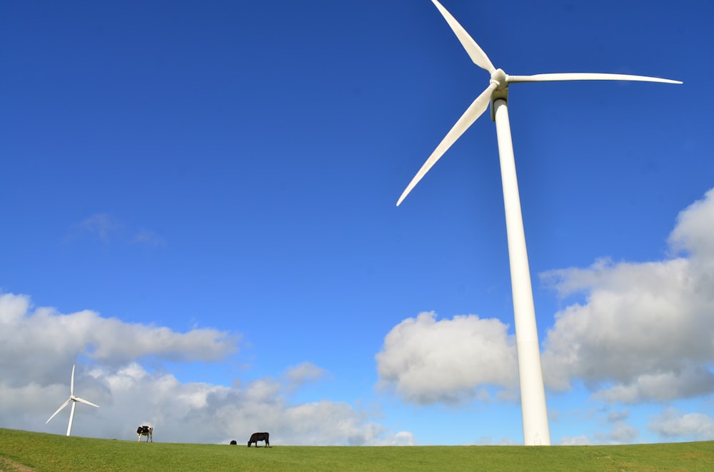 black cattle eating grass near white windmill during daytime