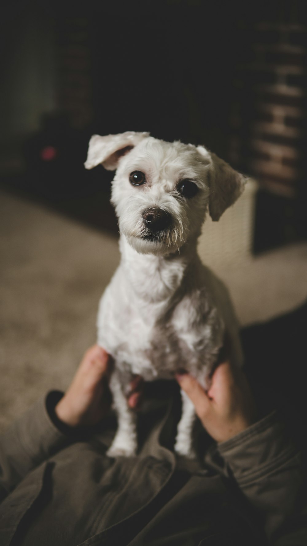 Persona sosteniendo un perro blanco