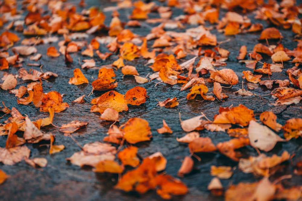 dried leaves on the floor