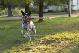 white dog carrying tree branch while running