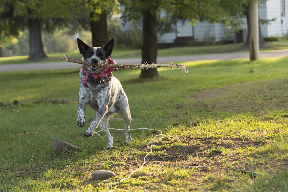 white dog carrying tree branch while running