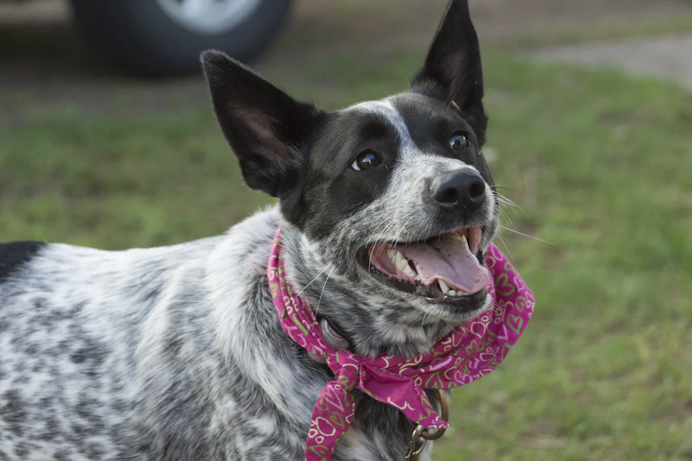 Australian Cattle Dog, photo 5
