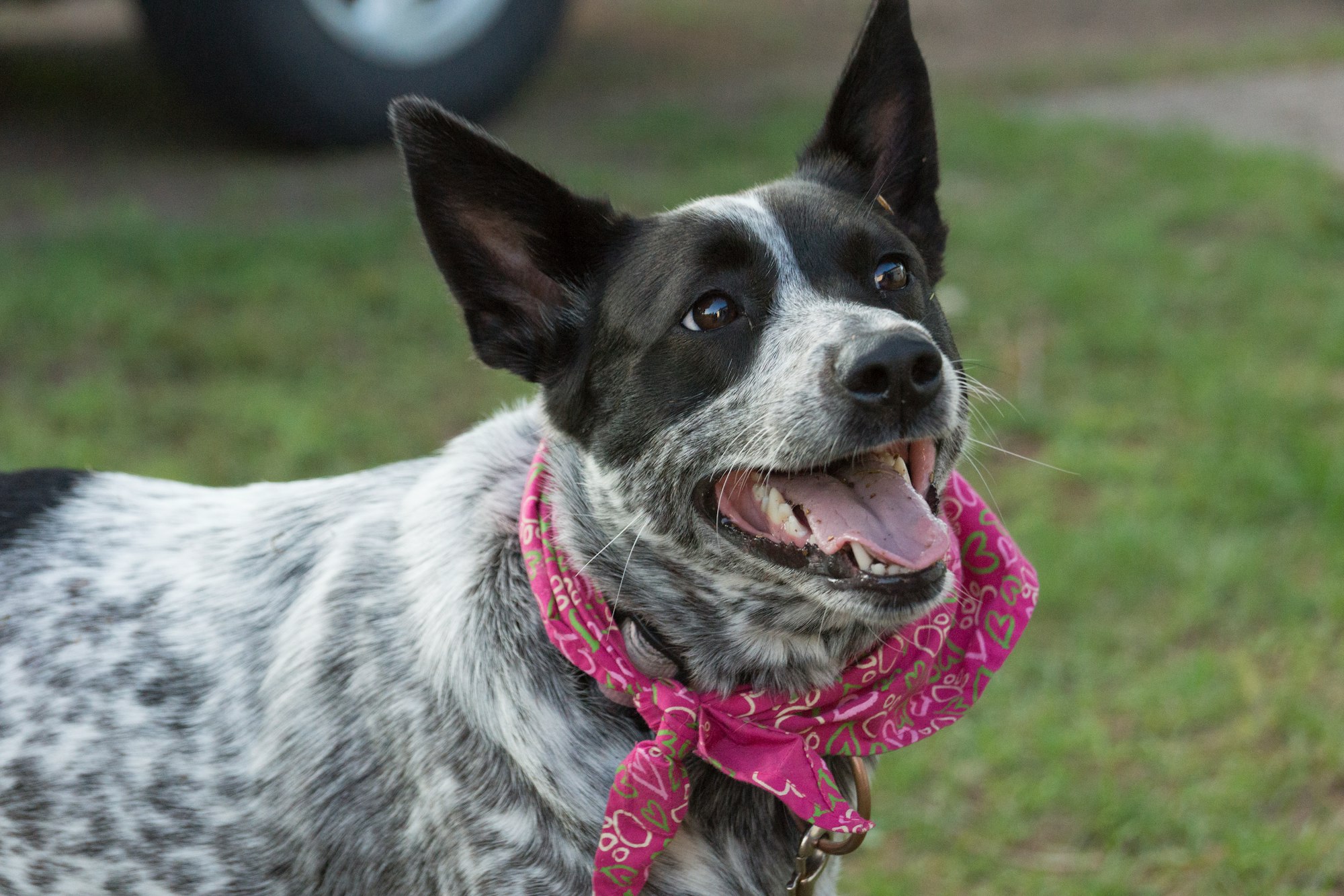Are Australian Cattle Dogs Good with Cats