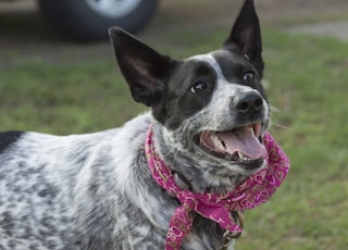 short-coated gray and black dog on green grass field at daytime